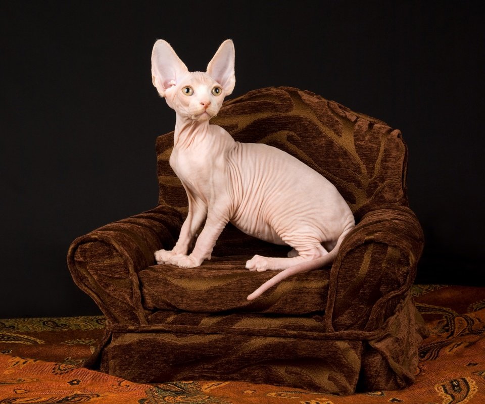 Обои кошка, донской сфинкс, котенок, темный фон, кресло, уши, лысый, складки, сфинкс, cat, don sphynx, kitty, the dark background, chair, ears, bald, folds, sphinx разрешение 2880x2160 Загрузить