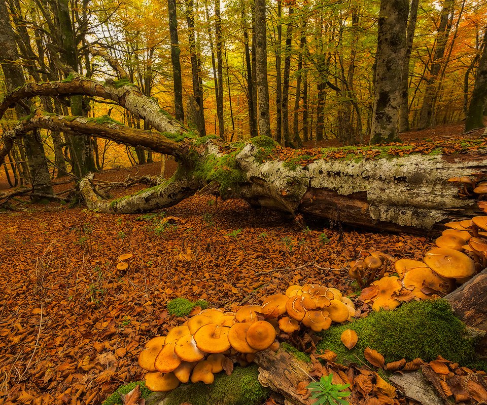 Обои деревья, лес, осень, грибы, мох, испания, urabain, страна басков, trees, forest, autumn, mushrooms, moss, spain, basque country разрешение 1920x1280 Загрузить