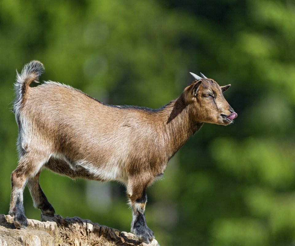 Обои профиль, коза, рога, язык, ©tambako the jaguar, парнокопытные, profile, goat, horns, language, artiodactyls разрешение 2880x1772 Загрузить