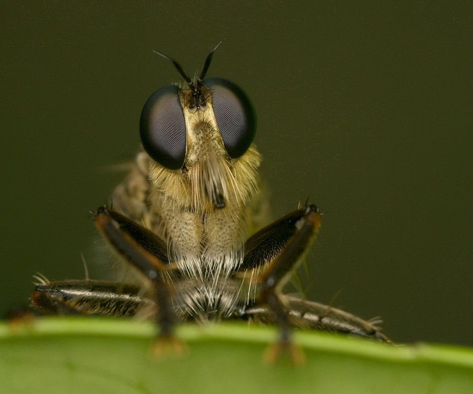 Обои глаза, макро, насекомое, лапки, муха, крупным планом, eyes, macro, insect, legs, fly, closeup разрешение 1920x1444 Загрузить