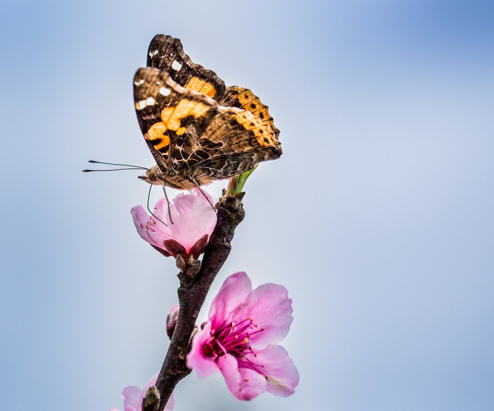 Обои цветы, ветка, бутоны, бабочка, крылья, усики, хоботок, flowers, branch, buds, butterfly, wings, antennae, proboscis разрешение 2048x1365 Загрузить