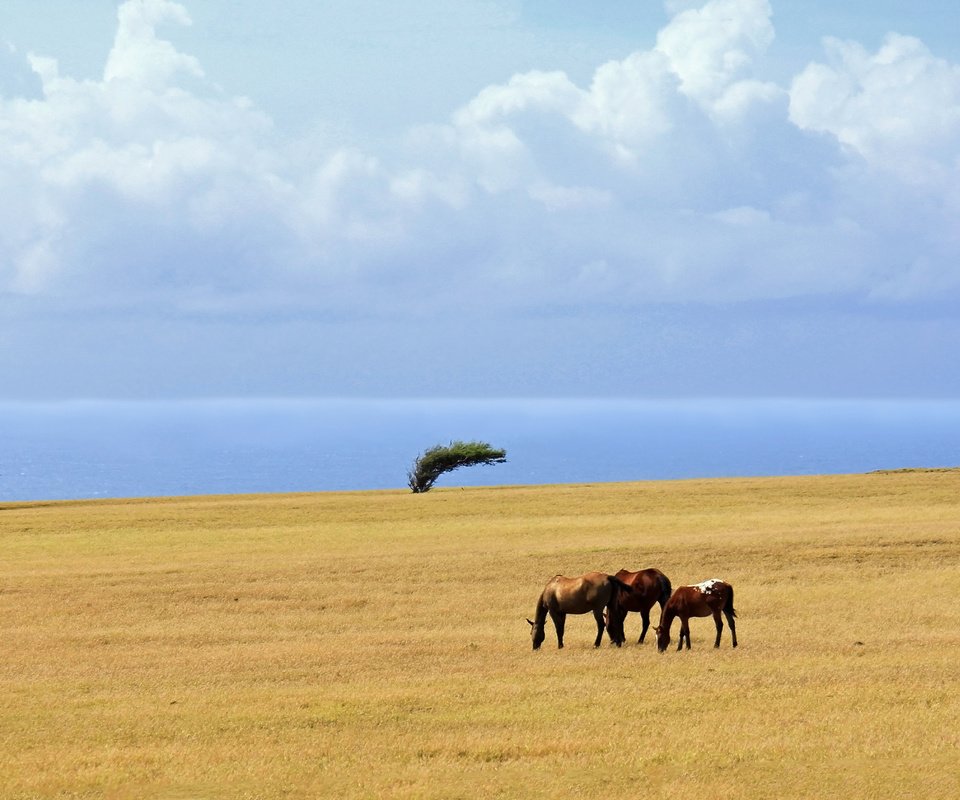 Обои облака, деревья, море, поле, лошади, clouds, trees, sea, field, horse разрешение 5078x2516 Загрузить