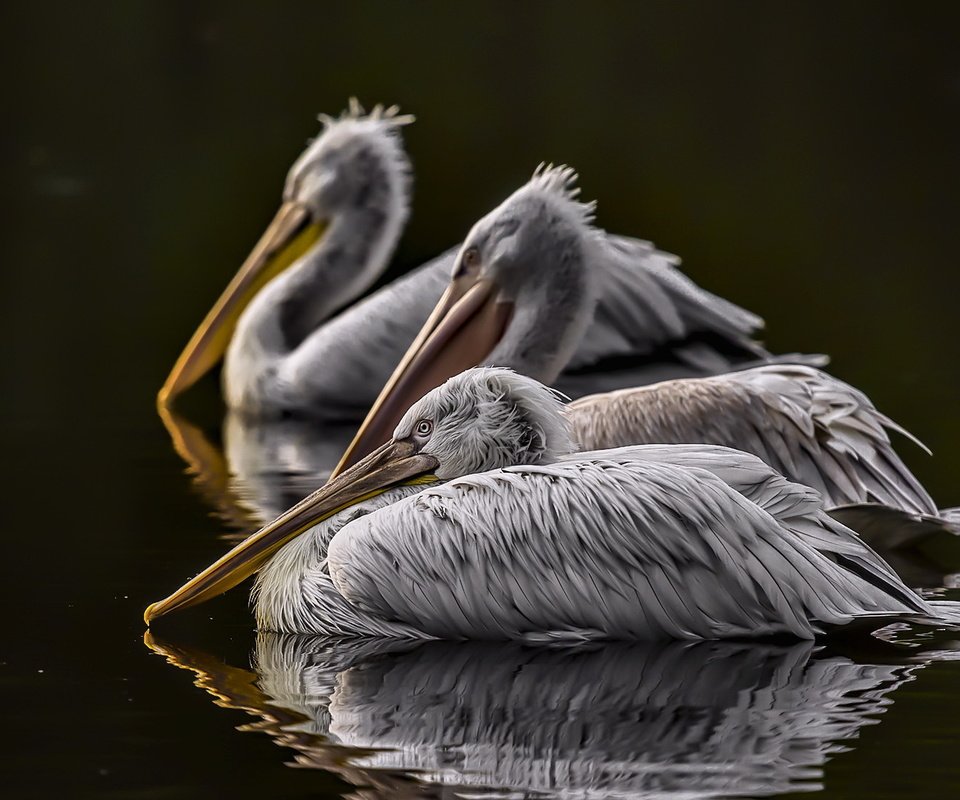 Обои река, отражение, птицы, клюв, перья, пеликан, пеликаны, river, reflection, birds, beak, feathers, pelican, pelicans разрешение 2048x1112 Загрузить