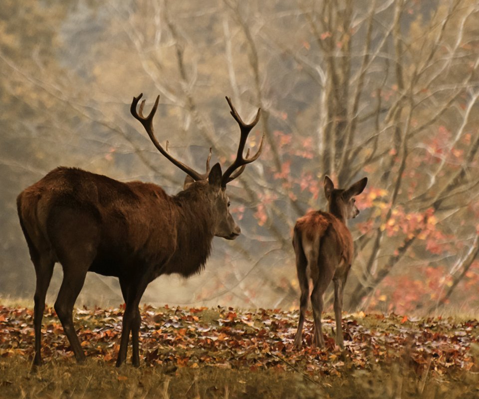 Обои лес, олень, осень, рога, олени, осенние листья, forest, deer, autumn, horns, autumn leaves разрешение 3001x1645 Загрузить