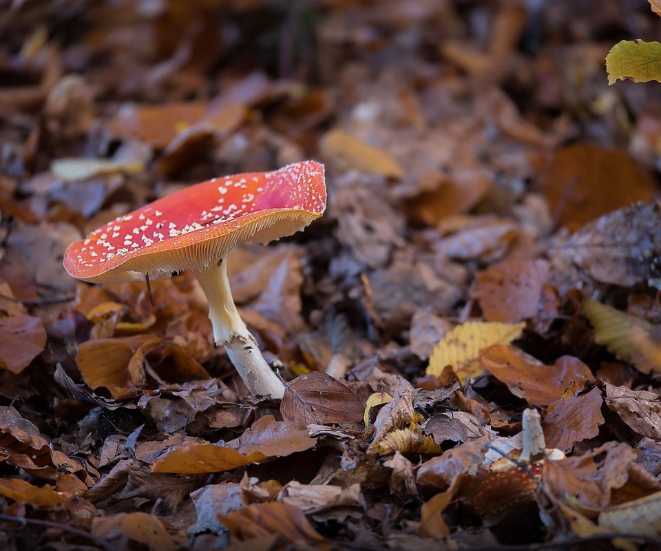 Обои природа, осень, гриб, nature, autumn, mushroom разрешение 2047x1352 Загрузить
