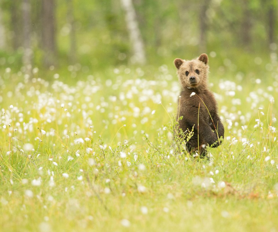 Обои цветы, трава, природа, медведь, наблюдение, медвежонок, flowers, grass, nature, bear, observation разрешение 2048x1365 Загрузить