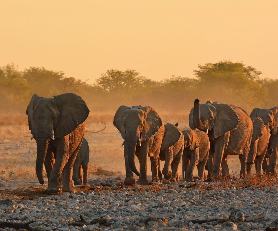 Обои природа, африка, уши, слоны, хобот, бивни, nature, africa, ears, elephants, trunk, tusks разрешение 2048x1365 Загрузить