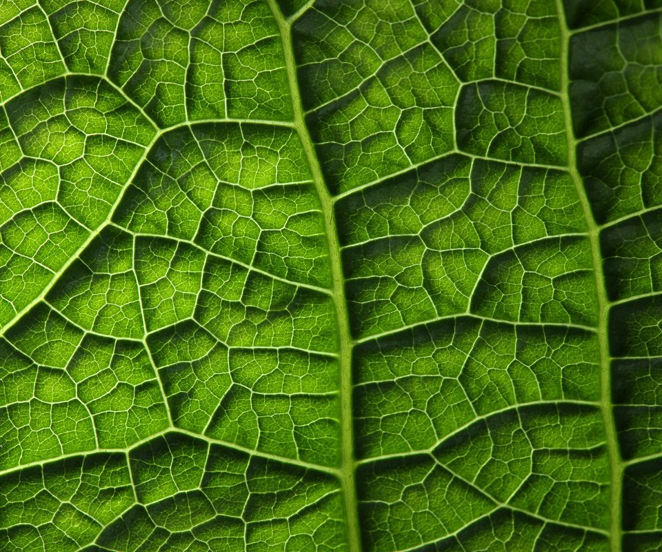 Обои зелёный, лист, растение, листик, завод, грин, green, sheet, plant, leaf разрешение 2450x1633 Загрузить