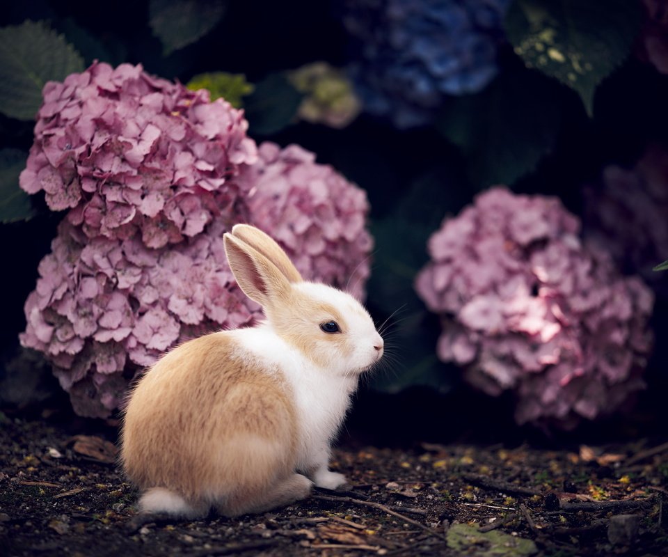 Обои цветы, кролик, животное, гортензия, flowers, rabbit, animal, hydrangea разрешение 2560x1709 Загрузить