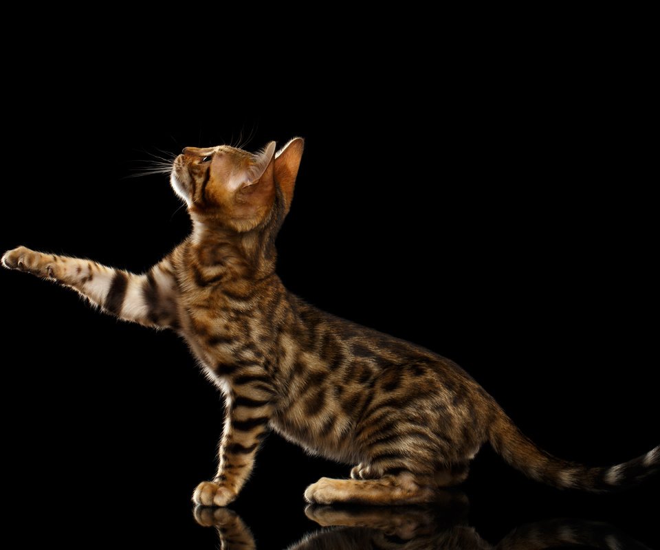 Обои черный фон, лапка, бенгальская кошка, black background, foot, bengal cat разрешение 8732x5822 Загрузить