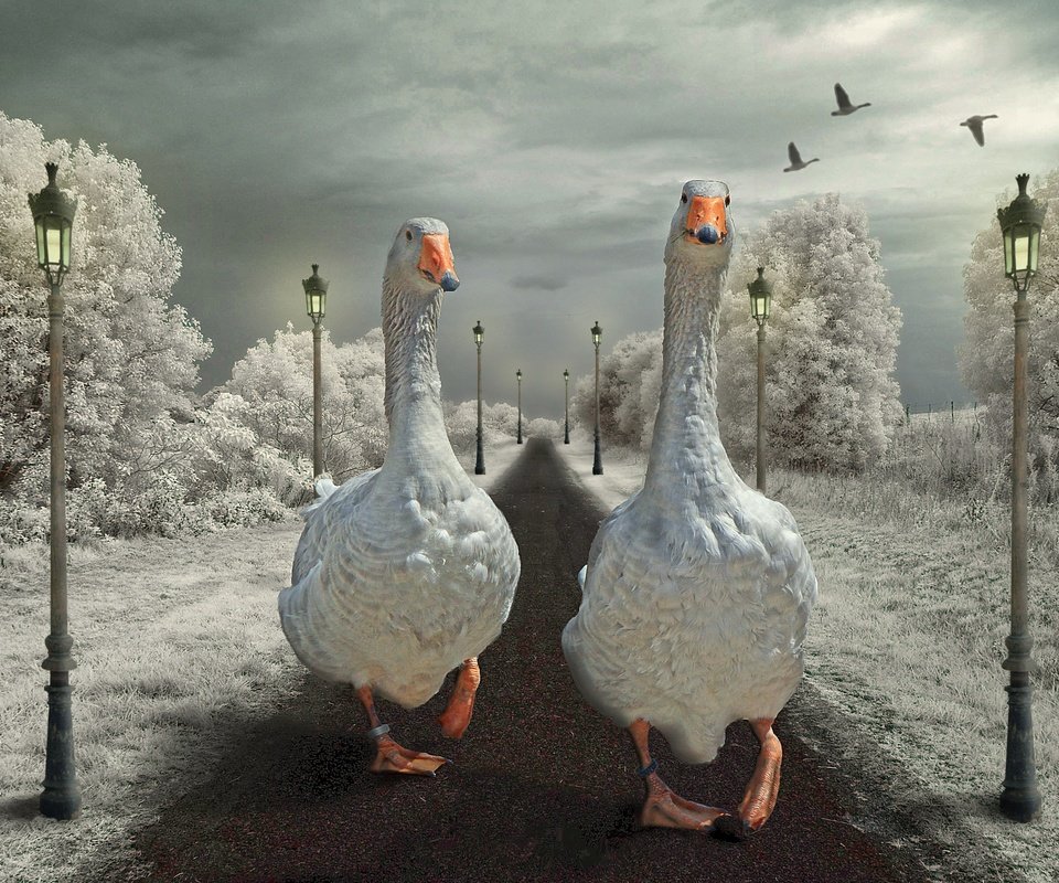 Обои дорога, фонари, птицы, гуси, road, lights, birds, geese разрешение 2880x1920 Загрузить