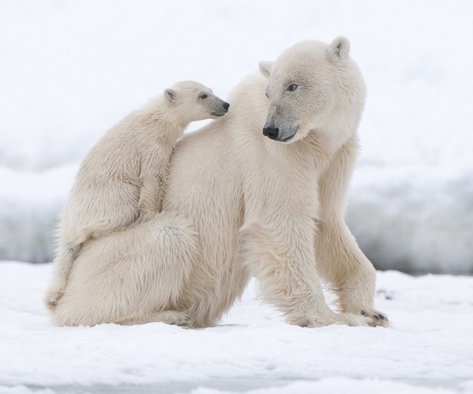 Обои животные, полярный медведь, медведи, белый медведь, animals, polar bear, bears разрешение 2880x1913 Загрузить