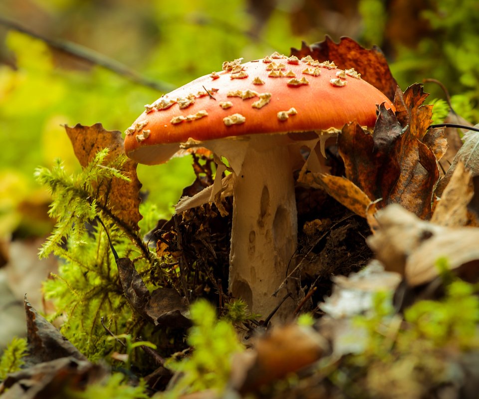 Обои природа, осень, гриб, мухомор, nature, autumn, mushroom разрешение 4272x2478 Загрузить