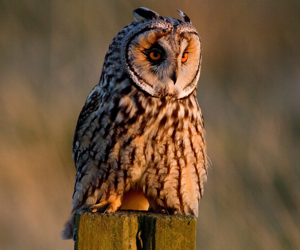 Обои сова, птица, ушастая сова, owl, bird, long-eared owl разрешение 4344x3072 Загрузить