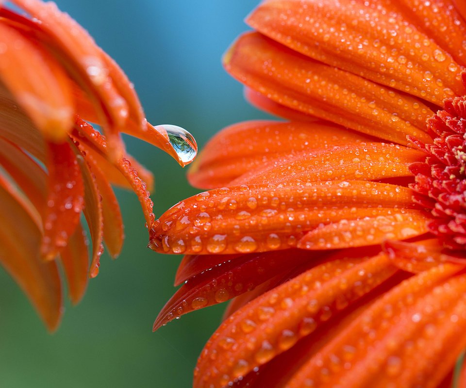 Обои цветы, фон, роса, лепестки, оранжевые, гербера, flowers, background, rosa, petals, orange, gerbera разрешение 2048x1365 Загрузить