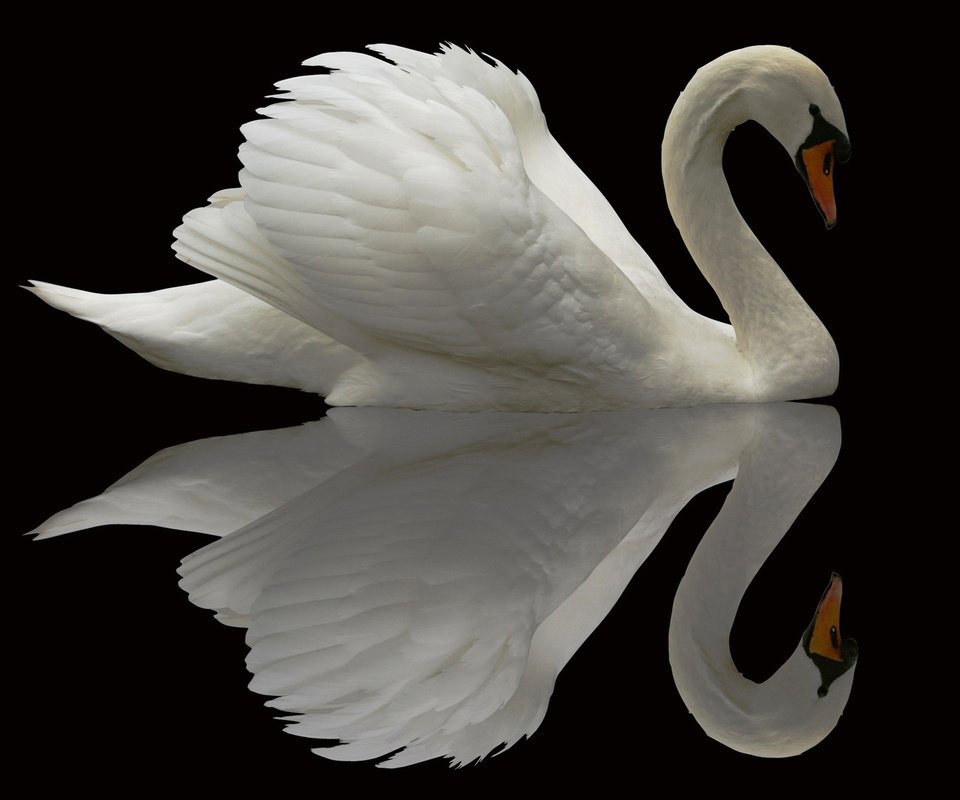 Обои отражение, птица, лебедь, reflection, bird, swan разрешение 1920x1200 Загрузить