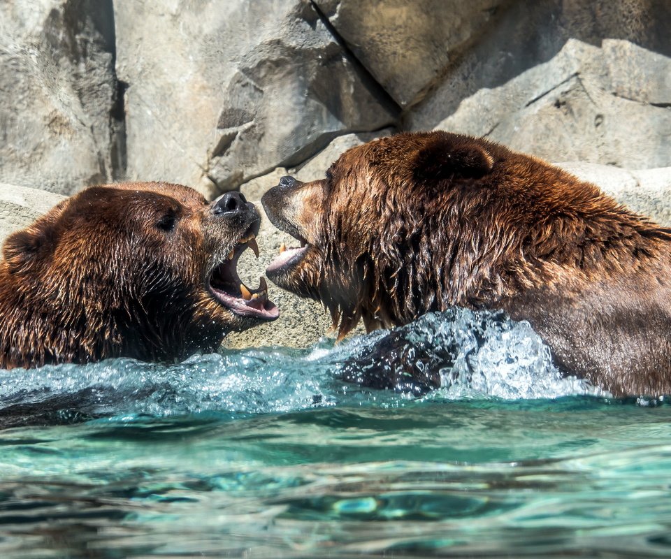 Обои вода, природа, медведи, water, nature, bears разрешение 2560x1600 Загрузить