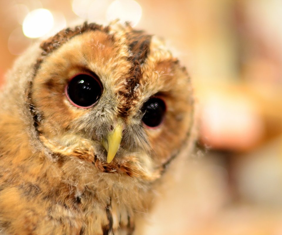 Обои сова, природа, фон, клюв, совенок, owl, nature, background, beak, owlet разрешение 2048x1356 Загрузить