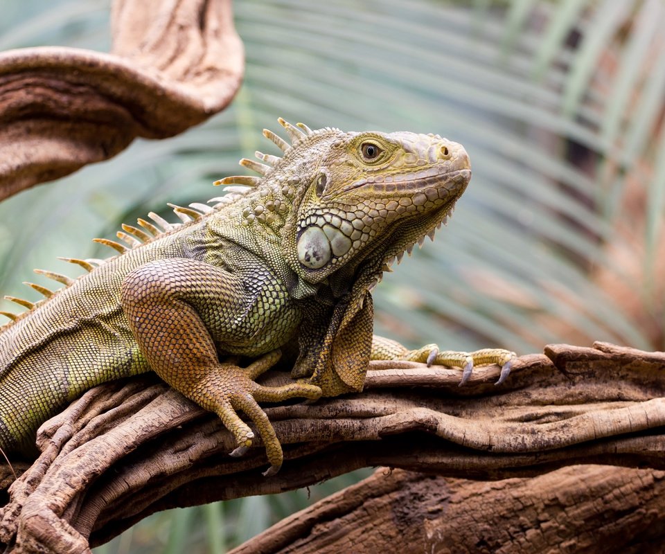 Обои дерево, ящерица, рептилия, игуана, пресмыкающиеся, tree, lizard, reptile, iguana, reptiles разрешение 4200x2800 Загрузить