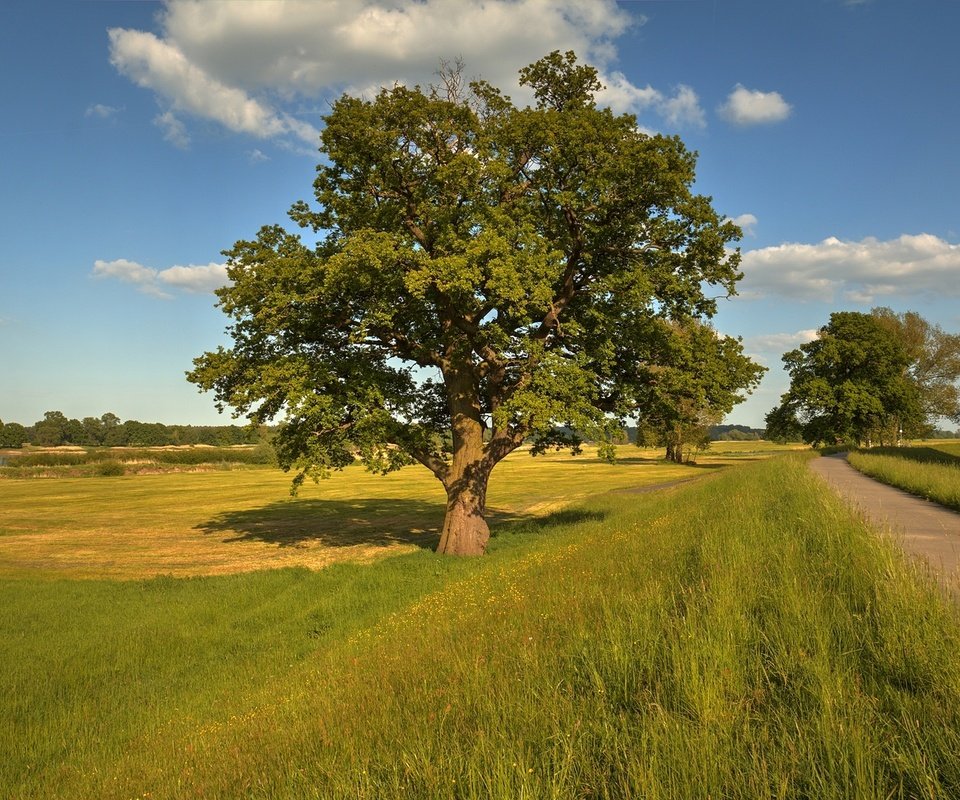 Обои дорога, деревья, пейзаж, поле, road, trees, landscape, field разрешение 1920x1280 Загрузить
