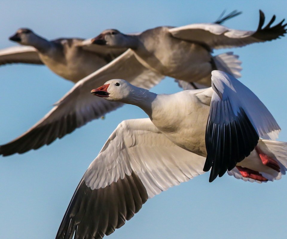 Обои полет, птицы, на природе, гуси, snow geese, пернатые, flight, birds, nature, geese разрешение 1920x1200 Загрузить