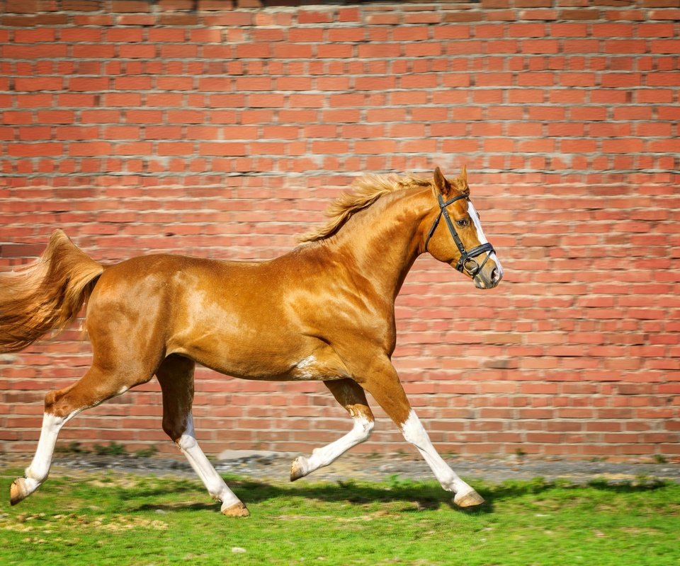 Обои лошадь, трава, стена, кирпич, конь, бег, horse, grass, wall, brick, running разрешение 2880x1920 Загрузить