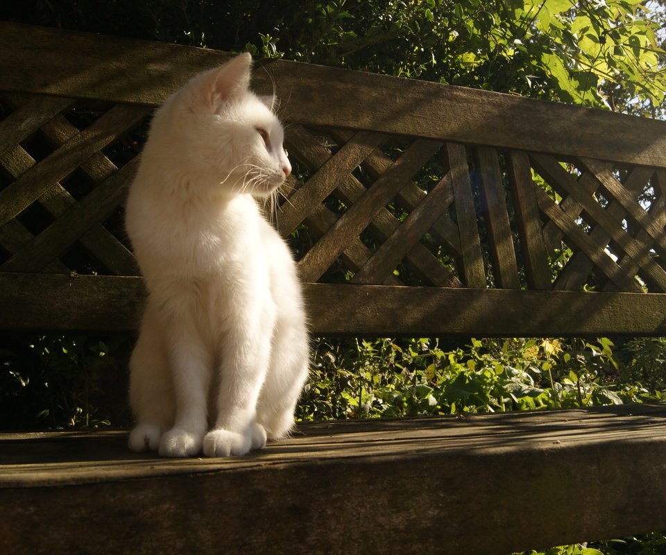 Обои свет, лучи, кошка, сидит, скамейка, белая, light, rays, cat, sitting, bench, white разрешение 4592x2576 Загрузить