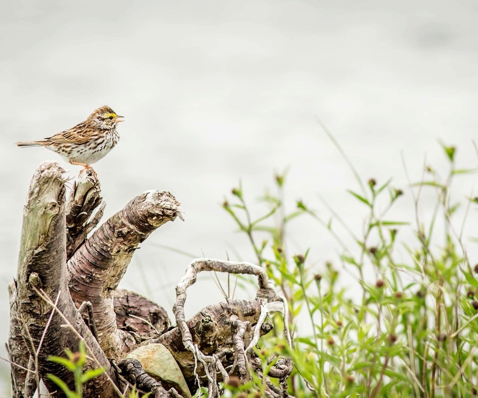 Обои природа, птица, дождь, пение, овсянка, rainy, птаха, вокалист, nature, bird, rain, singing, oatmeal, singer разрешение 3476x2062 Загрузить