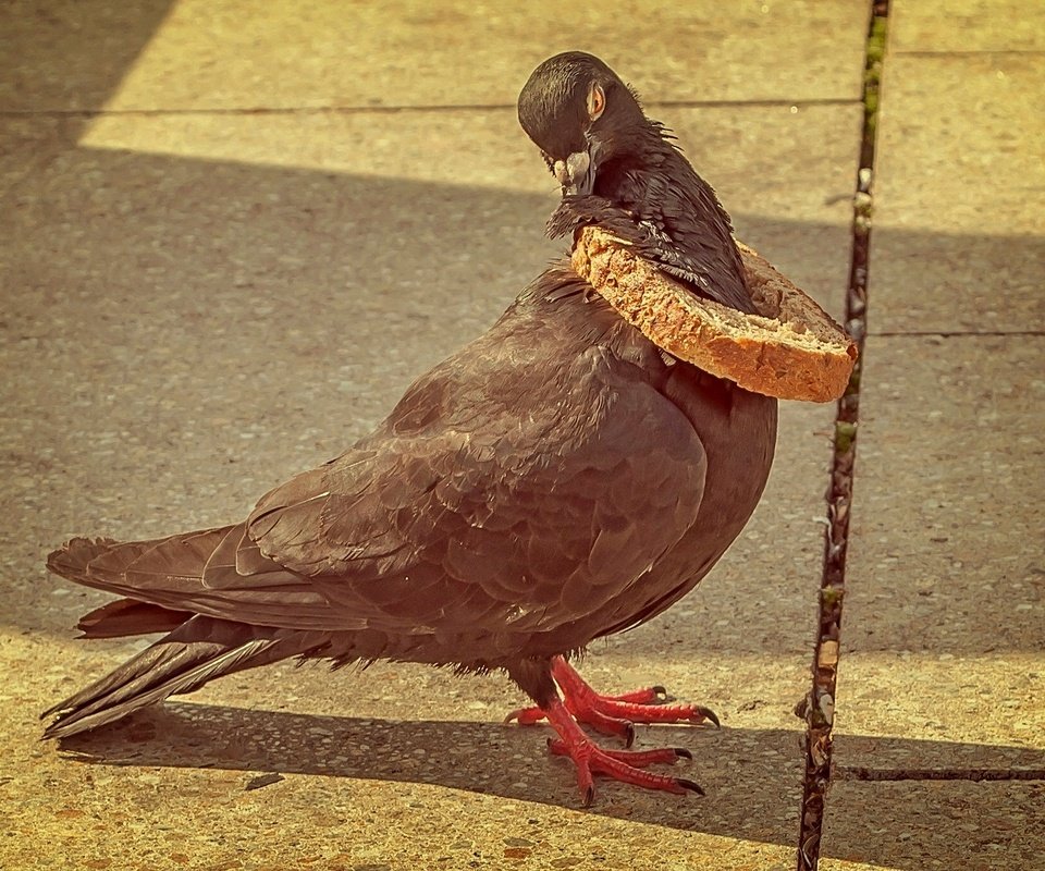 Обои ситуация, птица, клюв, хлеб, перья, голубь, хлебная корка, the situation, bird, beak, bread, feathers, dove, bread crust разрешение 2048x1365 Загрузить