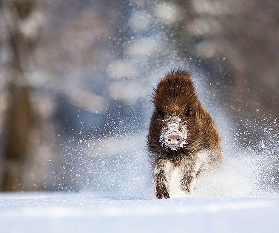 Обои зима, кабан, бежит, вепрь, дикий, winter, boar, runs, wild разрешение 1920x1200 Загрузить