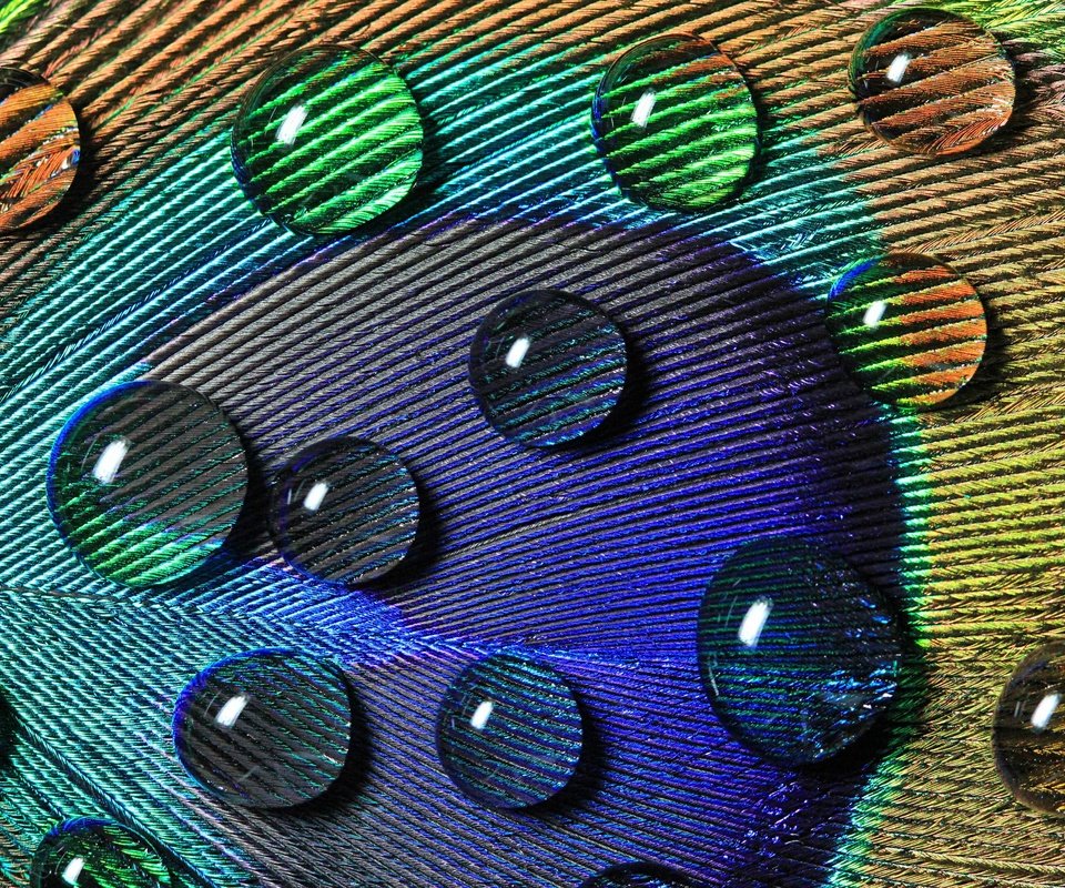 Обои вода, макро, капли, узоры, перо, павлина, water, macro, drops, patterns, pen, peacock разрешение 2880x1920 Загрузить