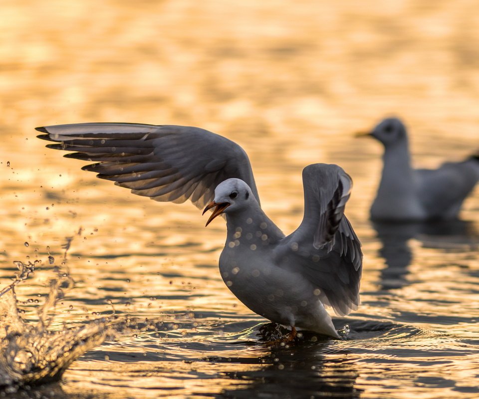 Обои вода, angry bird, природа, крылья, чайка, птицы, клюв, перья, чайки, water, nature, wings, seagull, birds, beak, feathers, seagulls разрешение 2560x1600 Загрузить