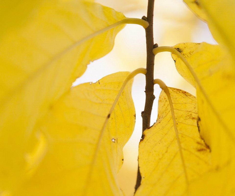 Обои природа, листья, осень, жёлтая, желтые, осен,  листья, nature, leaves, autumn, yellow разрешение 1920x1200 Загрузить