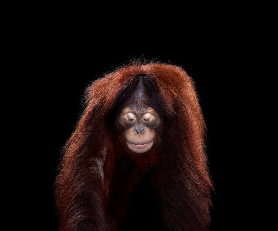 Обои фон, взгляд, обезьяна, орангутан, background, look, monkey, orangutan разрешение 1920x1288 Загрузить