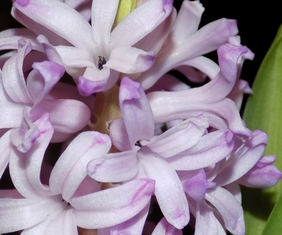 Обои цветы, макро, гиацинт, flowers, macro, hyacinth разрешение 5120x2880 Загрузить