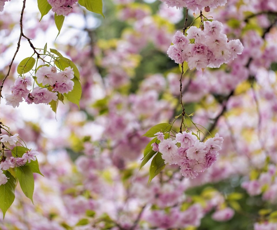 Обои дерево, цветение, весна, розовый, сакура, tree, flowering, spring, pink, sakura разрешение 2048x1365 Загрузить