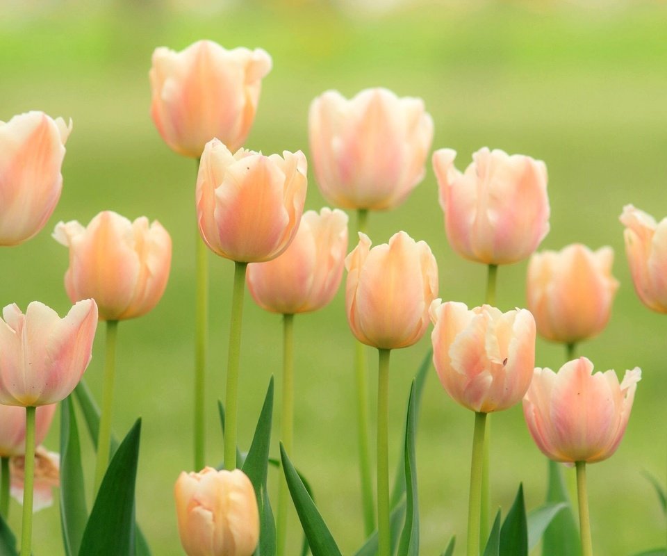 Обои бутоны, тюльпаны, нежность, buds, tulips, tenderness разрешение 2048x1365 Загрузить