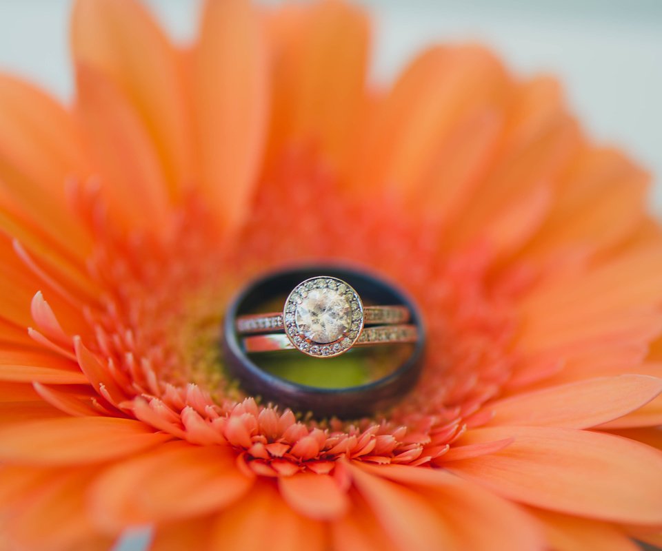 Обои цветок, кольцо, гербера, обручальное, flower, ring, gerbera, wedding разрешение 5149x3437 Загрузить