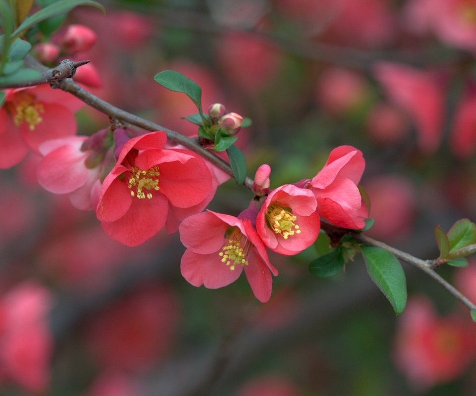 Обои ветка, цветение, макро, весна, цветки, айва, branch, flowering, macro, spring, flowers, quince разрешение 3600x2402 Загрузить