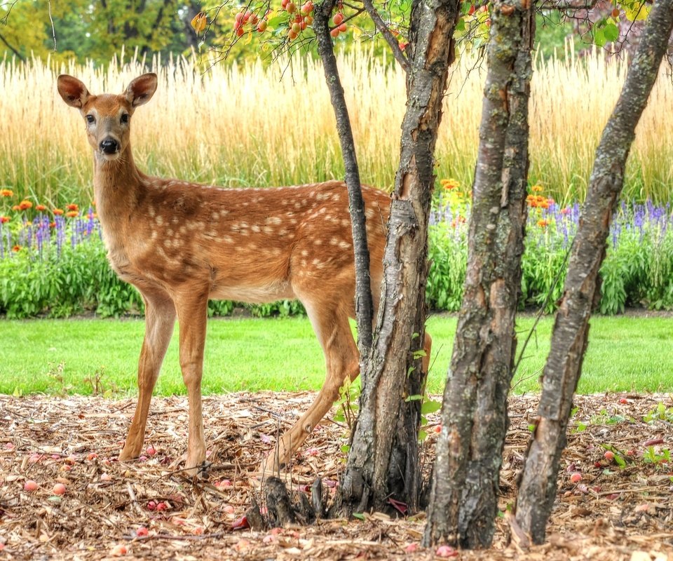 Обои глаза, олень, косуля, eyes, deer, roe разрешение 2048x1320 Загрузить