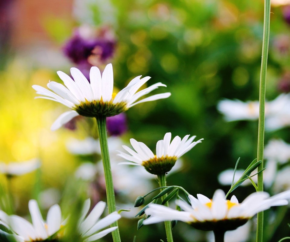 Обои лето, красота, ромашки, summer, beauty, chamomile разрешение 4272x2848 Загрузить