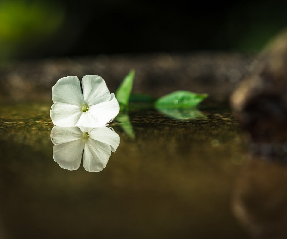 Обои вода, отражение, цветок, лепестки, белые, water, reflection, flower, petals, white разрешение 2048x1365 Загрузить