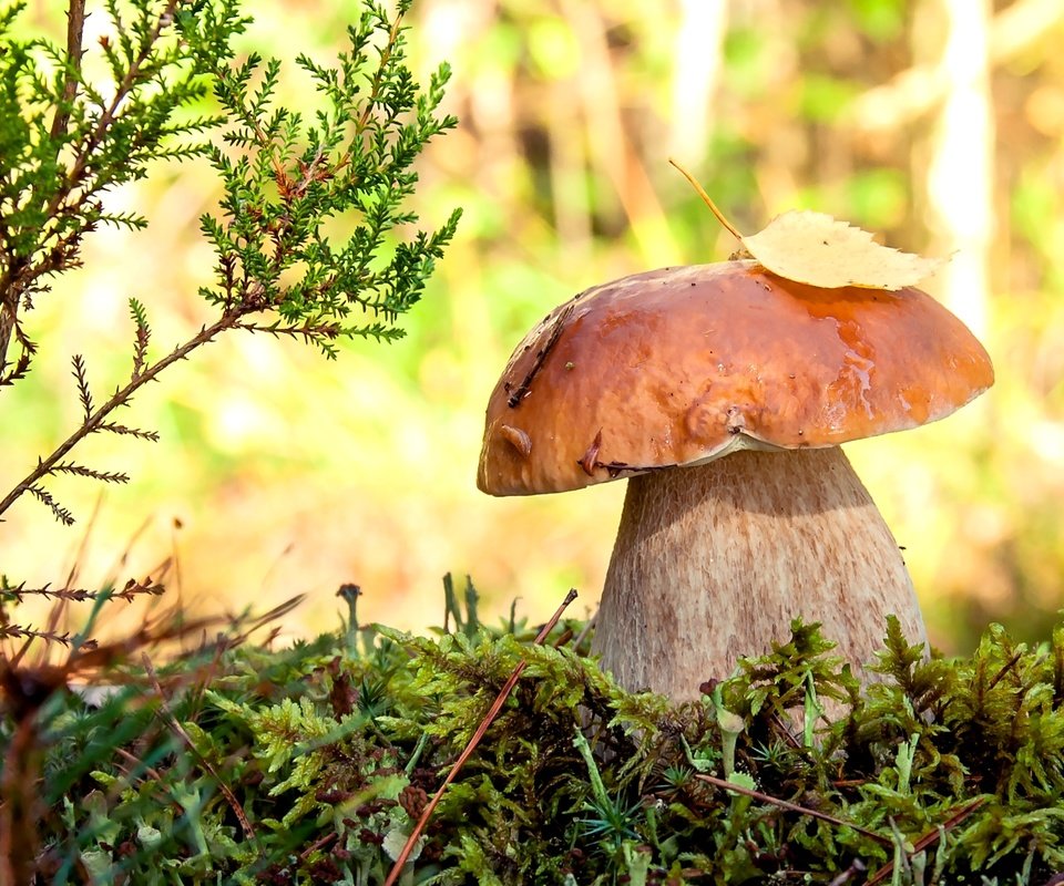 Обои макро, мох, белый гриб, боровик, macro, moss, white mushroom, borovik разрешение 2400x1471 Загрузить