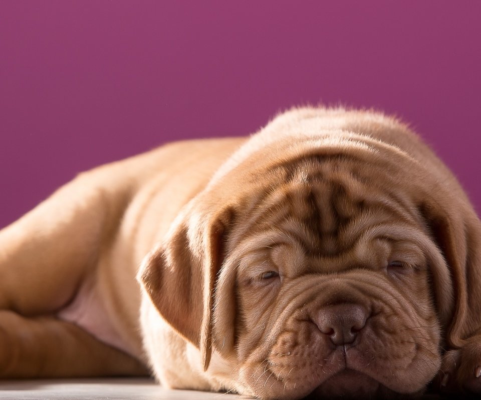 Обои щенок, милый, бордоский дог, puppy, cute, dogue de bordeaux разрешение 3000x1808 Загрузить