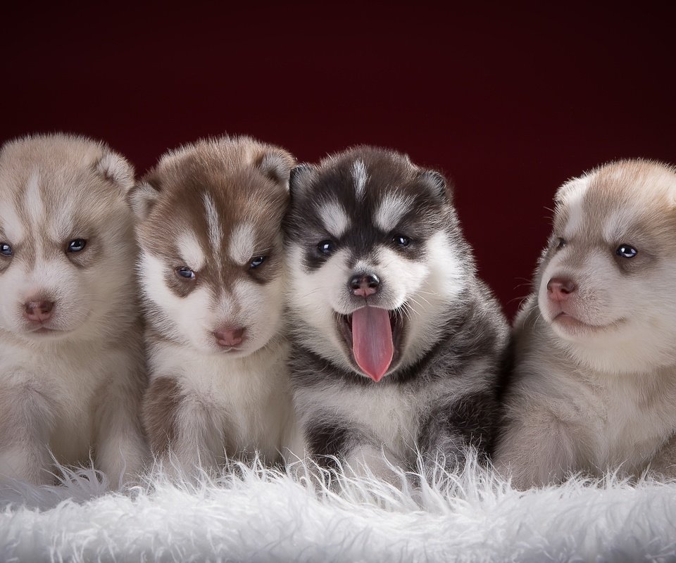 Обои хаски, щенки, малыши, квартет, husky, puppies, kids, quartet разрешение 2400x1526 Загрузить