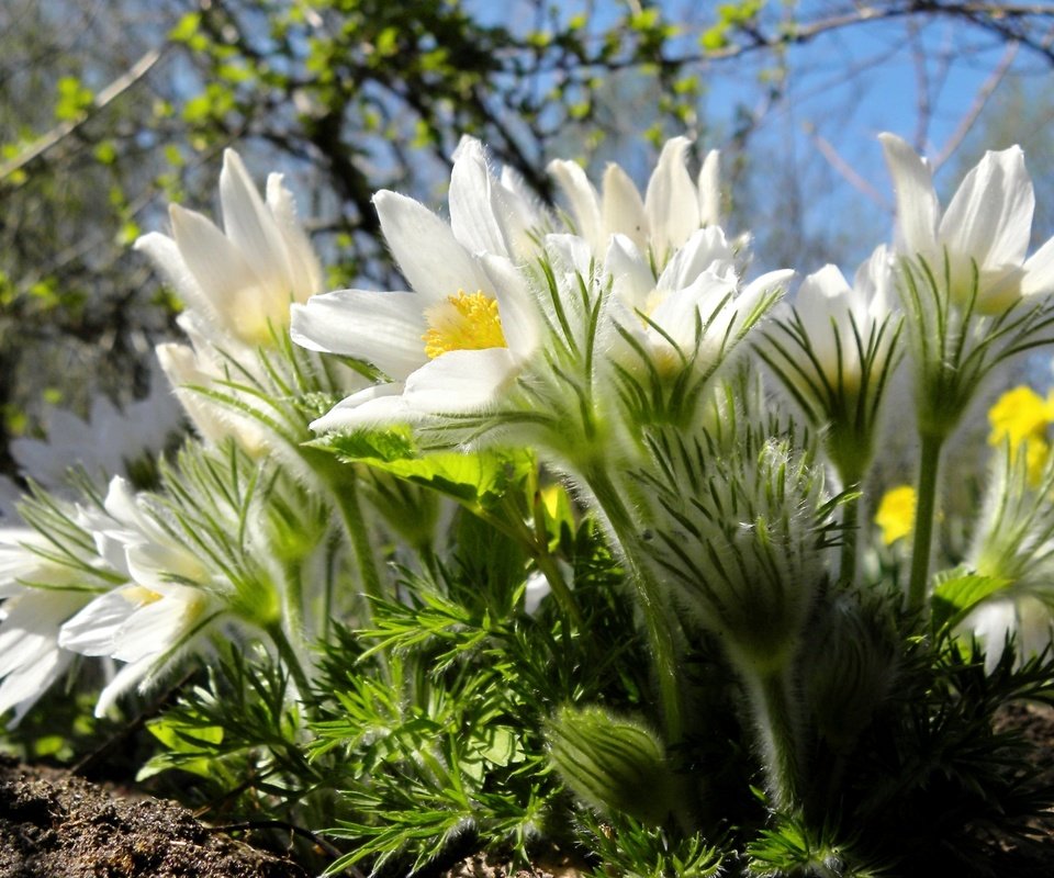 Обои макро, весна, анемон, сон-трава, macro, spring, anemone, sleep-grass разрешение 1920x1229 Загрузить