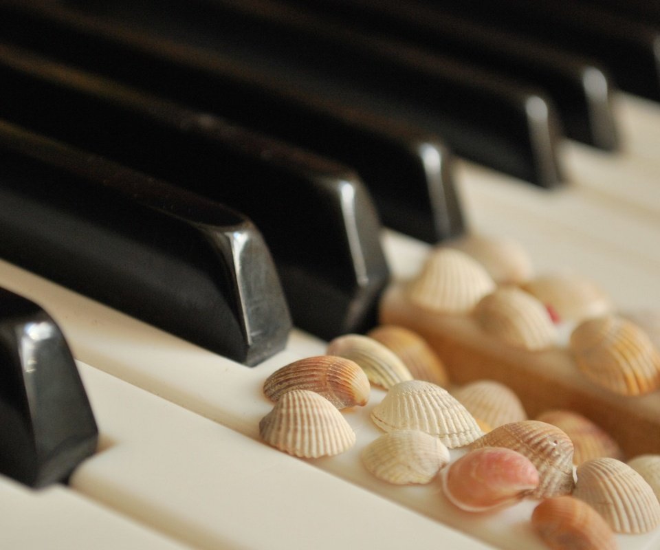 Обои ракушки, белые, пианино, клавиши, чёрные, shell, white, piano, keys, black разрешение 3872x2508 Загрузить