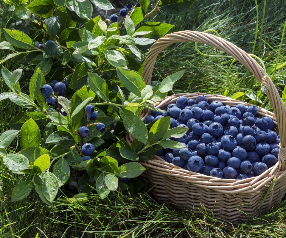 Обои корзина, ягоды, лесные ягоды, черника, парное, черничный, basket, berries, blueberries, fresh, blueberry разрешение 2880x1913 Загрузить