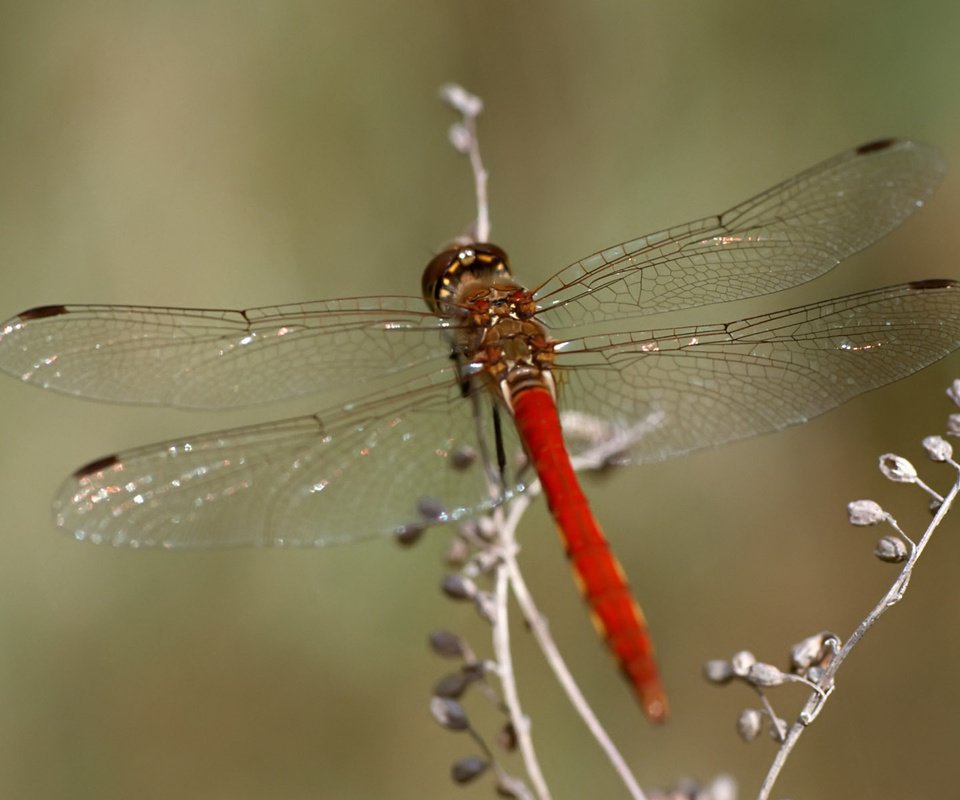 Обои макро, насекомое, стрекоза, растение, macro, insect, dragonfly, plant разрешение 1920x1200 Загрузить