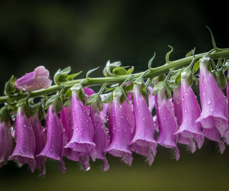 Обои цветы, макро, капли, дигиталис, наперстянка, flowers, macro, drops, digitalis разрешение 2048x1537 Загрузить